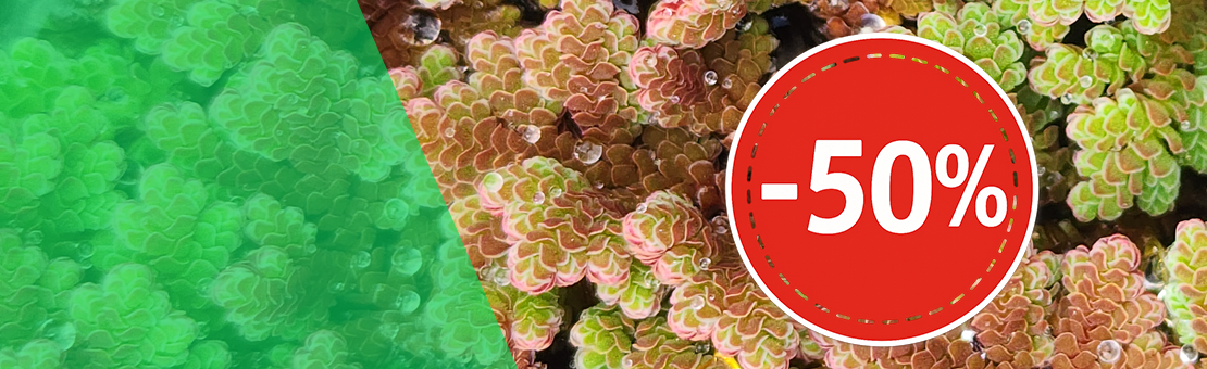 offre azolla